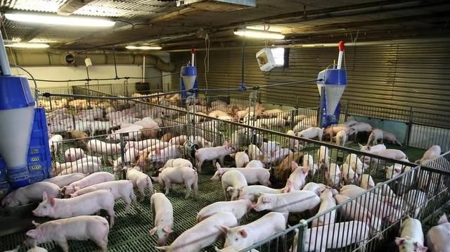 自动供料系统规模猪场、饲喂干料猪场有效的防控非洲猪瘟方案