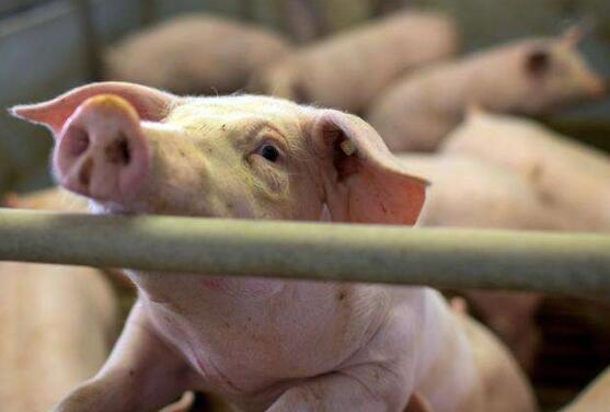 5月21日全国各地区猪肉价格报价表，上海黄浦区白条价格回涨明显！