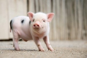 5月21日全国各省市15公斤仔猪价格报价表，多地回涨，仅3省市仔猪价格低于千元！