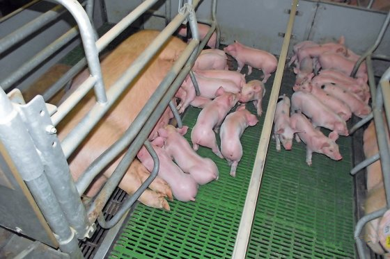 哺乳母猪自由采食日采食量达到12公斤是怎么做到的？