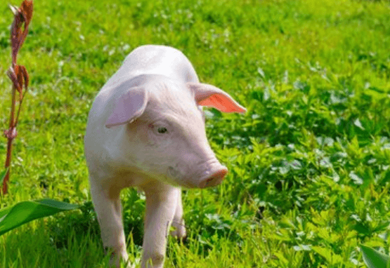 嘉吉可发酵蛋白技术，全面助力猪只好肠道