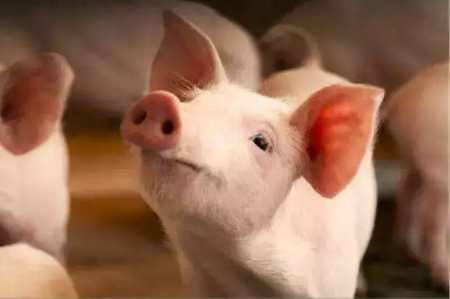 5月24日全国各省市20公斤仔猪价格报价表，仔猪价格持续高位运行！