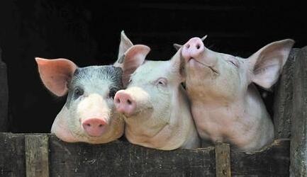农发行吉安市分行4000万元贷款助力生猪产业发展
