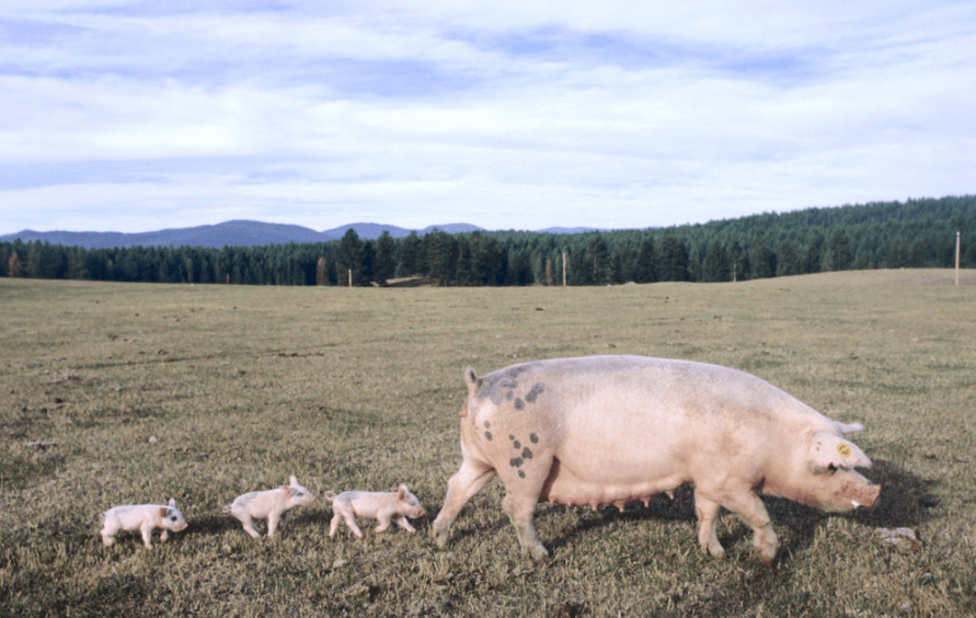 浙江金华：积极推进生猪增产保供 养殖场“管理码”在金东试行