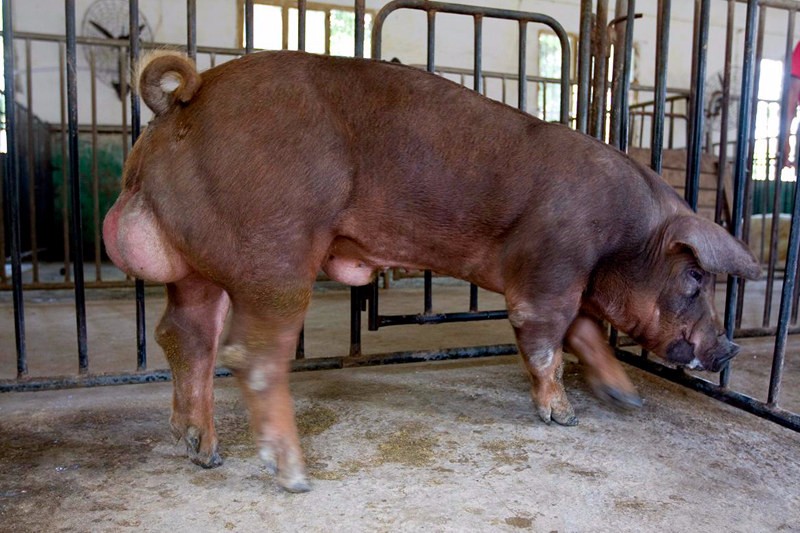 5月25日全国各地区种猪价格报价表，各地种猪价格持稳，山东继续保持高位运行！