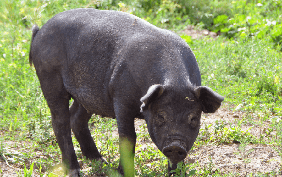 国家统计局：5月中旬生猪价格跌9.9%