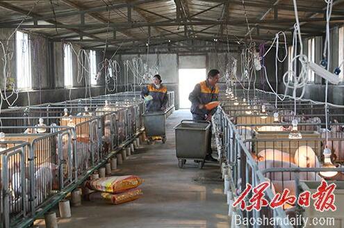 生猪养殖助脱贫 一项产业多重效，“公司+合作社+农户” 模式！