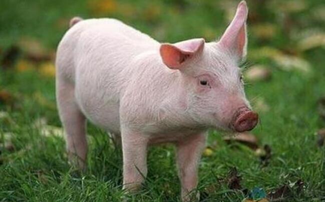 5月26日全国各省市10公斤仔猪价格报价表，仔猪价格低至千元内的省市相对有所减少，仔猪价格要回涨？