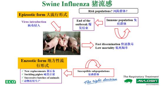 　图4 猪流感发生形式和基本特征