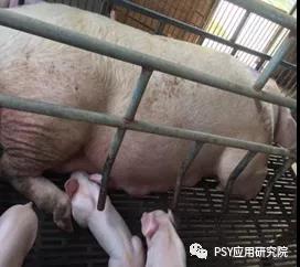 母猪乳房炎