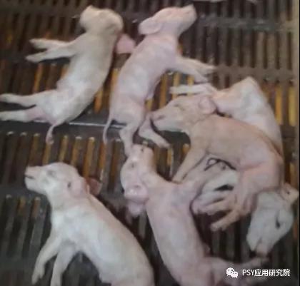仔猪变化