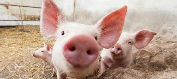 5月29日全国各省市20公斤仔猪价格报价表，局部上涨明显，最高可达2760元/头！