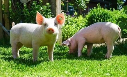 5月29日全国各省市10公斤仔猪价格报价表，河南地区仔猪均价为全国最低！