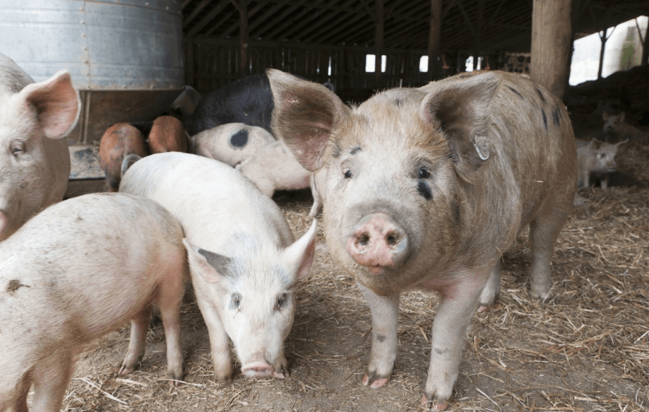 两部门：禁止直接或间接从印度输入猪、野猪及其产品