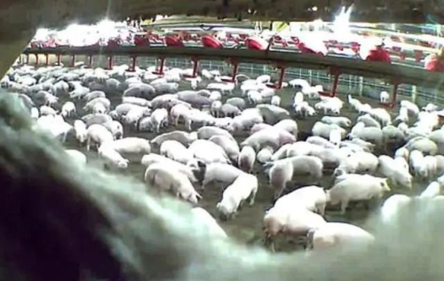 美国猪场数千头猪被残忍杀害