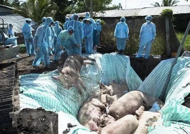 越南20多个省市共155个乡再爆疫情，4000头生猪被扑杀！