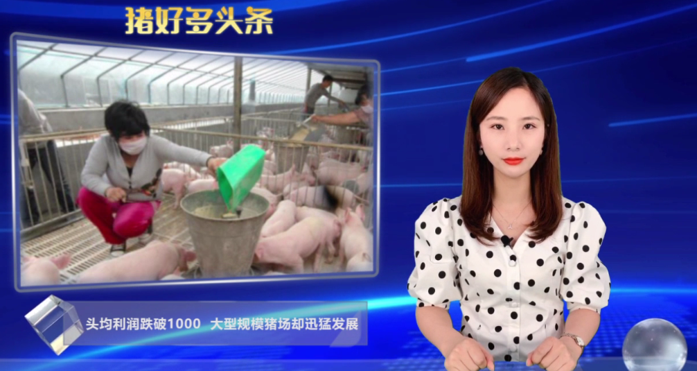 头均利润或跌至1000元以下，但随着消费回暖养殖利润是有保障的