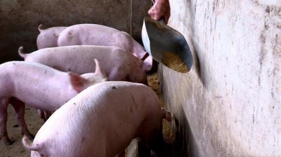 发展生猪养殖脱贫致富：生猪出栏近万头，致富生活有盼头