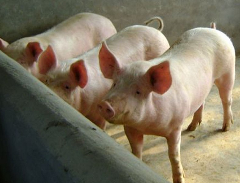6月3日全国生猪价格土杂猪报价表，继续保持上涨，浙江上涨幅度达0.72元/公斤！