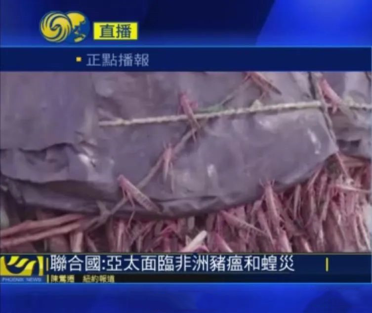 蝗灾