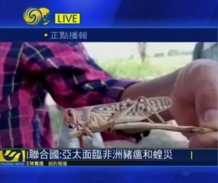 亚太蝗灾