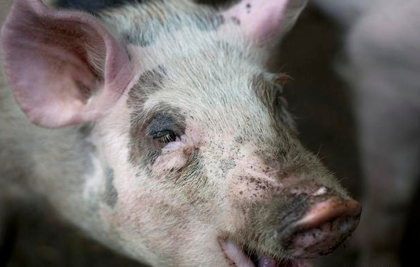 6月4日全国生猪价格土杂猪报价表，继续上涨，上涨幅度扩大！