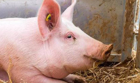 6月4日全国生猪价格内三元报价表，30省市全面上涨，两地上涨幅度超1元/公斤！