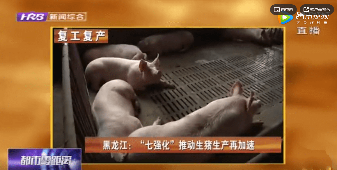 黑龙江：“七个强化”按下生猪生产快进键 推动生猪产能稳定恢复 
