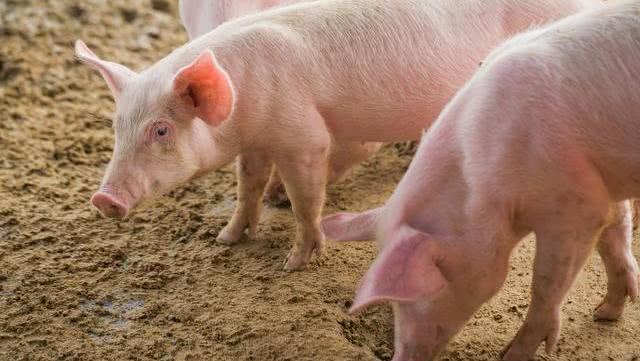 6月6日全国各省市10公斤仔猪价格报价表，整体涨跌幅度变化不大，局部下调！