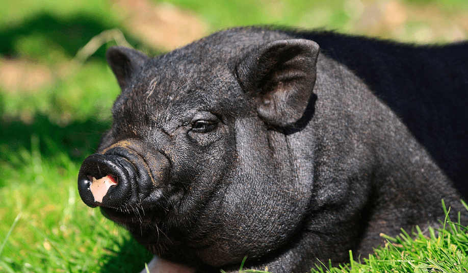 6月6日全国生猪价格土杂猪报价表，东北地区保持上涨，整体上涨幅度减缓！