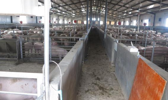 大理宾川县：山岗村委会引入正大生猪养殖项目
