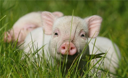 6月8日全国各省市10公斤仔猪价格报价表，整体持稳，局部有小幅上涨！