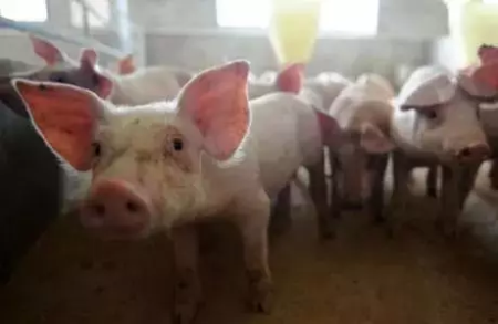 中国农科院：双疫下猪肉供需缺口扩大！疫情、中美贸易等影响生猪复产