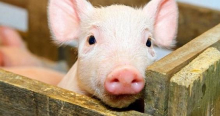 6月9日全国15公斤仔猪价格表，云南省部分地区猪价跌至1050元/头！