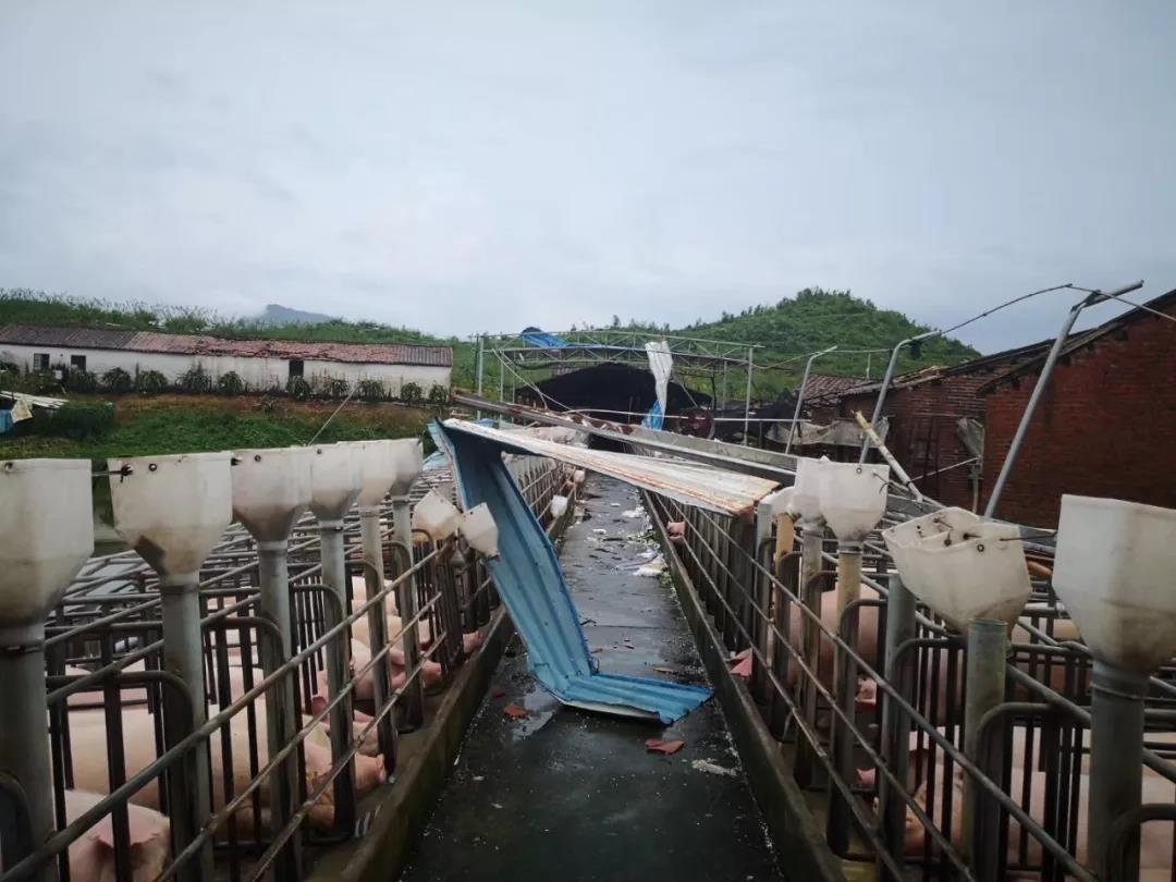 武汉一养猪场被淹 众人带猪游泳避难-北京时间