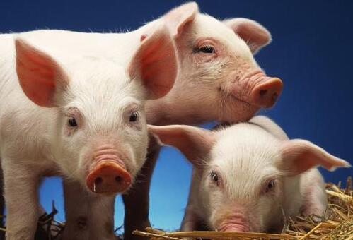 湖北:改扩建养殖场126个 黄冈市生猪生产稳定恢复
