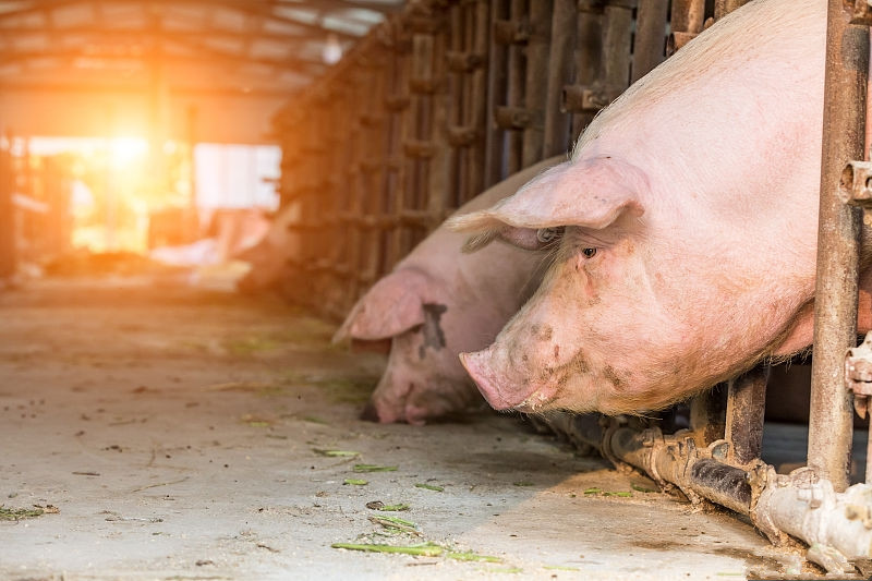 2020年中国生猪养殖行业利润水平变动趋势分析