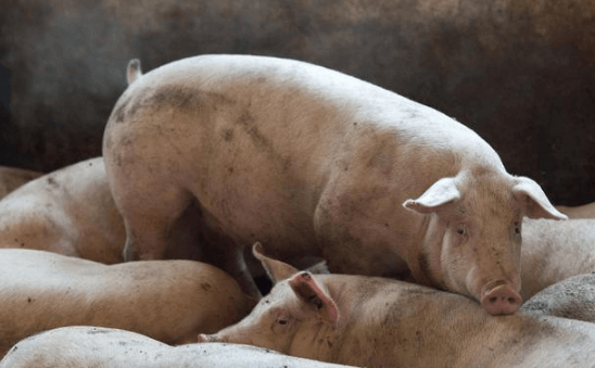 非洲猪瘟养殖大环境长期带毒之下如何降低猪场复养风险