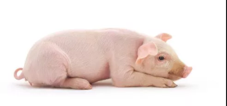 6月10日全国20公斤仔猪价格表，整体持稳，湖南仔猪单价最高！