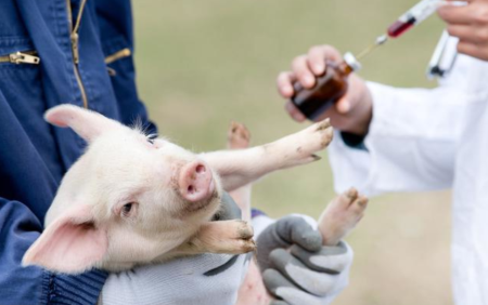 好消息！哈尔滨兽医研究所自主研发的非洲猪瘟疫苗临床试验进展顺利