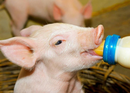 解决断奶仔猪的饲料恐惧症导致的肠道受损问题