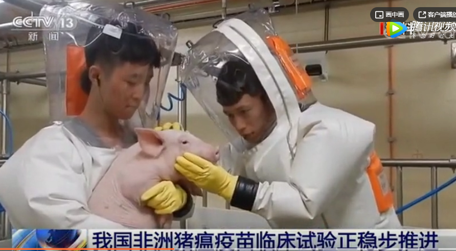 农业农村部：我国非洲猪瘟疫苗临床试验正稳步推进