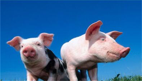 王林虎调研生猪养殖场建设时强调 做好增产保供稳价工作 确保新形势下全市粮食安全 