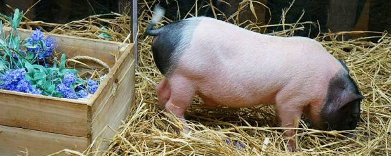 6月12日生猪价格，供应端利好提振大涨，全国25省市飘红！