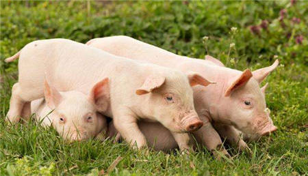 生猪产能复苏阶段 价格中枢维持高位 可供出栏的标猪供应趋紧