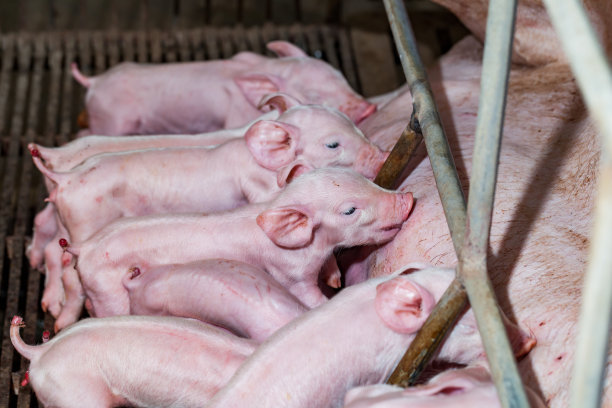 6月13日全国15公斤仔猪价格表，价格比较稳定，湖北省部分地区价格高达3000元/头