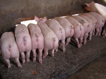 6月14日全国15公斤仔猪价格表，全国各地仔猪价格相较稳定！