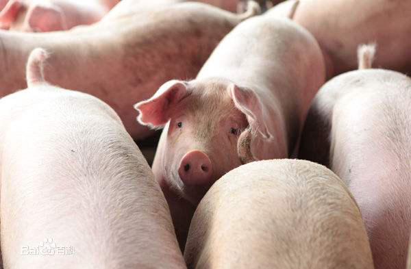 上市企业在扎堆养猪，东瑞股份的压力何解？
