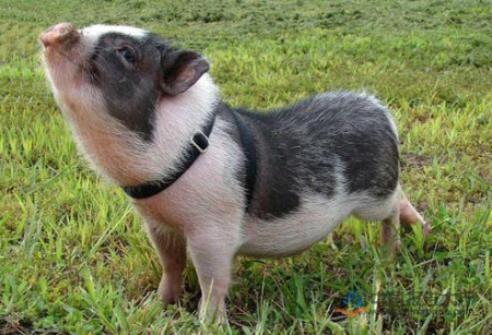 6月16日全国20公斤仔猪价格表，吉林外三元仔猪均价在2000元/头左右！