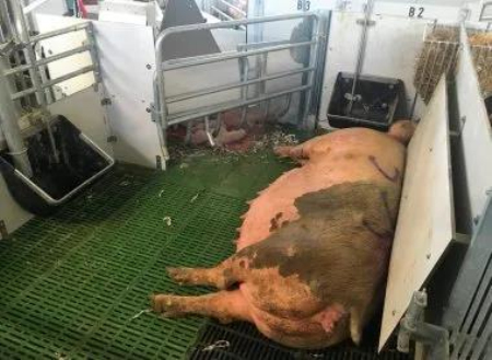 丹麦和西班牙商品猪场的自由分娩系统